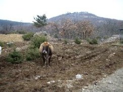 clip_image006 clip_image006