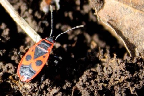 clip_image002 clip_image002