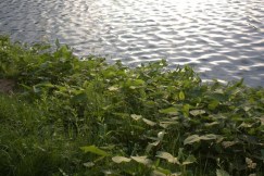 clip_image002