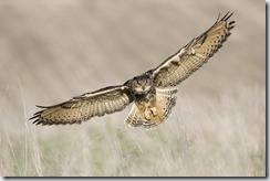 European_Eagle_Owl_fs