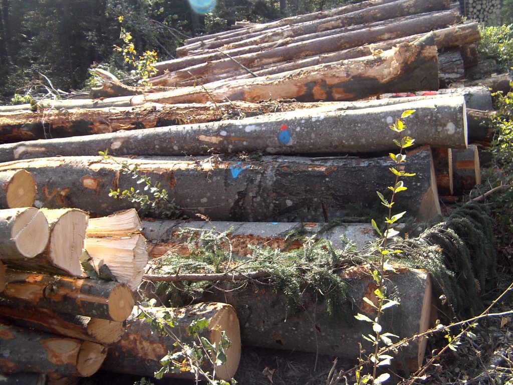 My beautiful picture