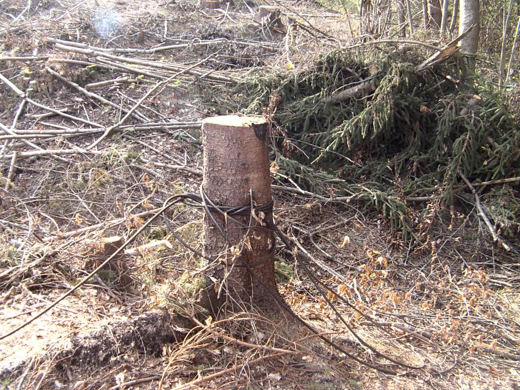 My beautiful picture