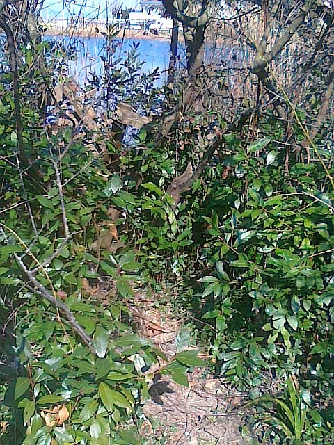 100320154525[2]_Fiesa_nove stezice skozi obalno obrast crnih ribolovcev in odganjalcev ptic