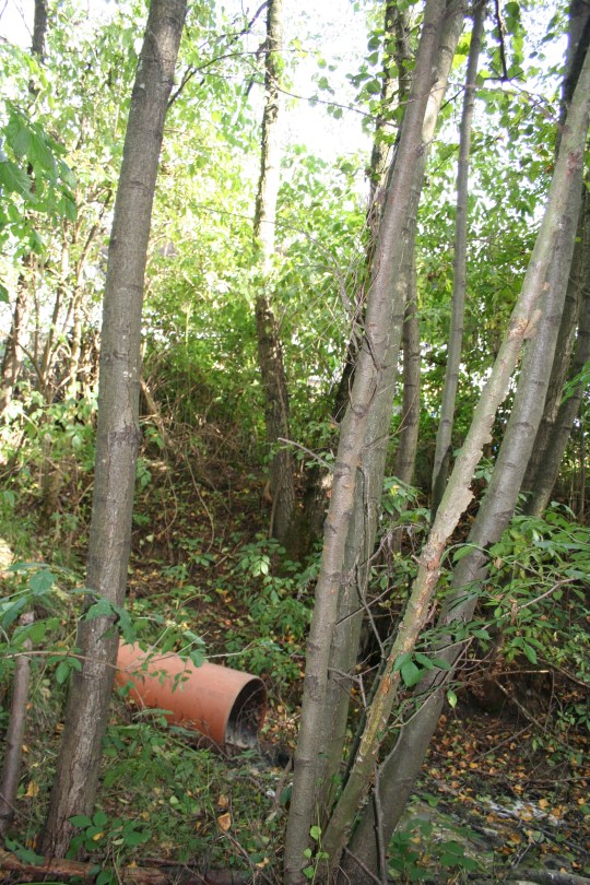 Biološka čistilna naprava po Slovensko