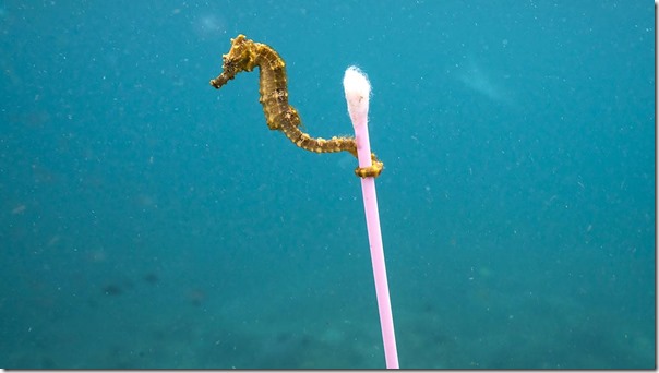 morski končitek si čisti ušesa