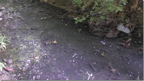 zaradi ind. cone Laze onesnažen potok Sor&scaron;ka reka (Straži&scaron;če pri Kranju) - 2017-07-21 18-29-44