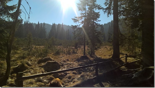 mokri&scaron;če pokljuka