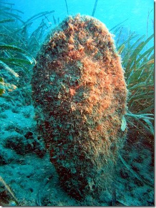 veliki le&scaron;čur