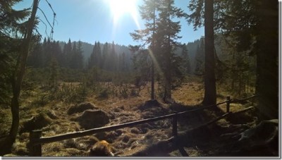 mokrie-pokljuka_thumb