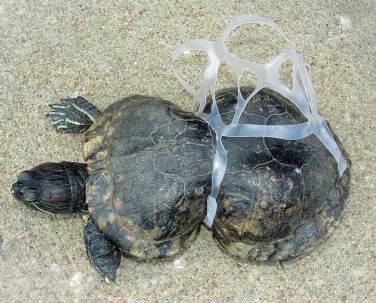 young-turtle-victim-of-plastic