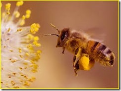 čebela