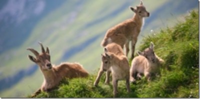 kozorog_mladii_245x120_briki