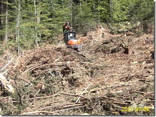 golosek - podirajo samo zdrave smreke- obžre od lubadarja puščajo v gozdu