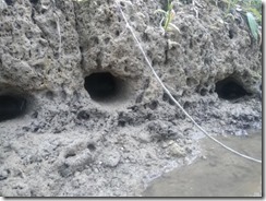 Pogin rakov cerknica1