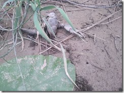 Pogin rakov cerknica2