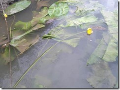 Pogin rakov cerknica6