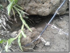 Pogin rakov cerknica8