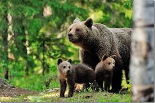 medvedka z mladiči